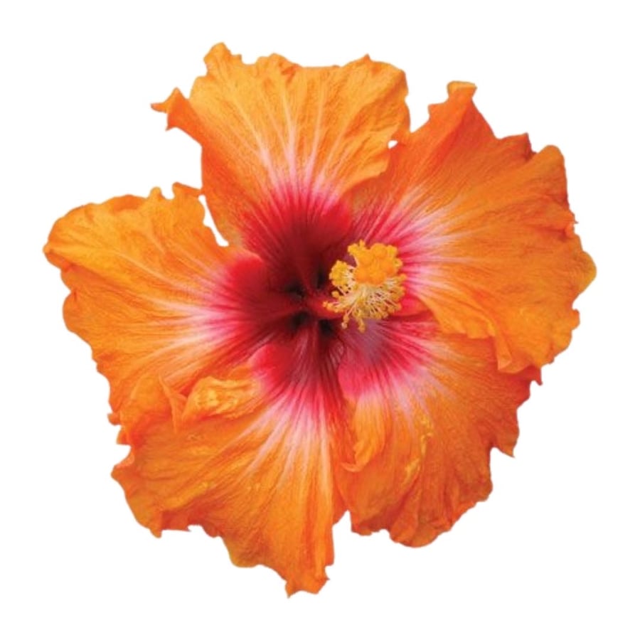 3  - Orange Flower