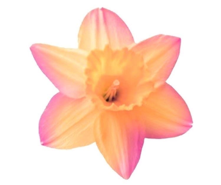 9 - Pink  & yellow Flower