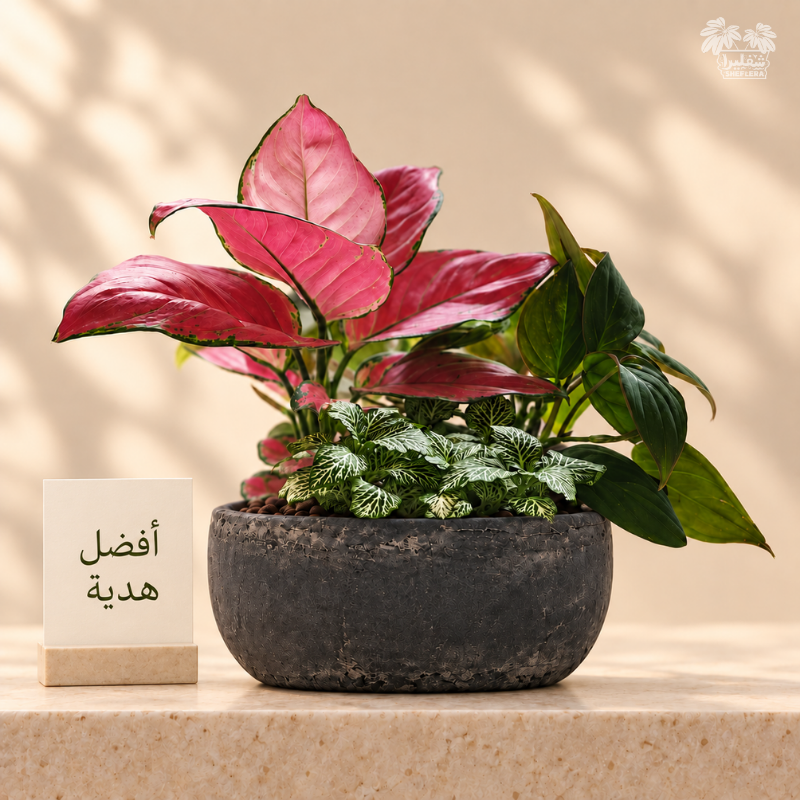 تنسيق نباتات داخلية في صحن حجري أسود مع كرت إهداء من شفليرا