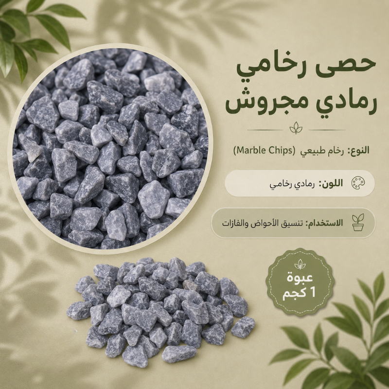 هاورثيا بحوض زجاجي من شفليرا – صورة 10
