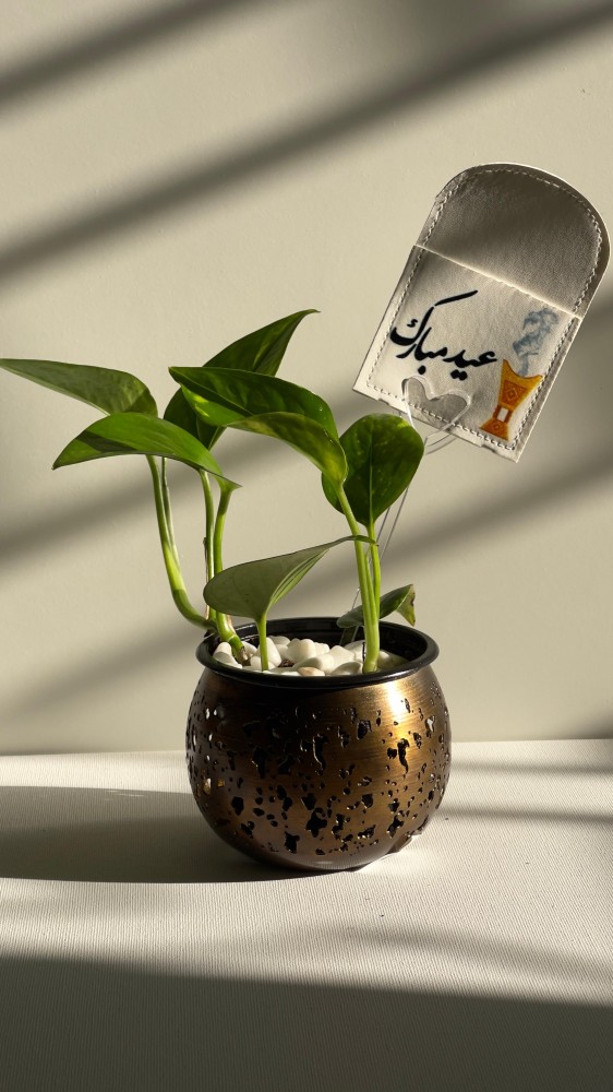 نبات البوتس في حوض أنتيك مزخرف مع ثيم العيد