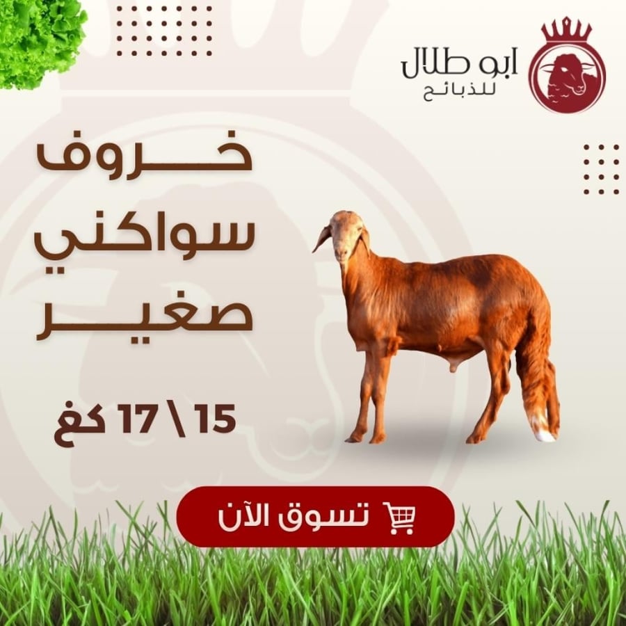 خاروف سواكني صغير