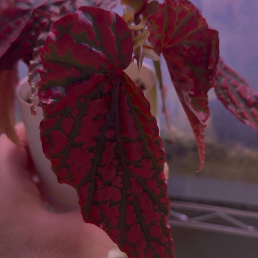 #begoniapinklegacy