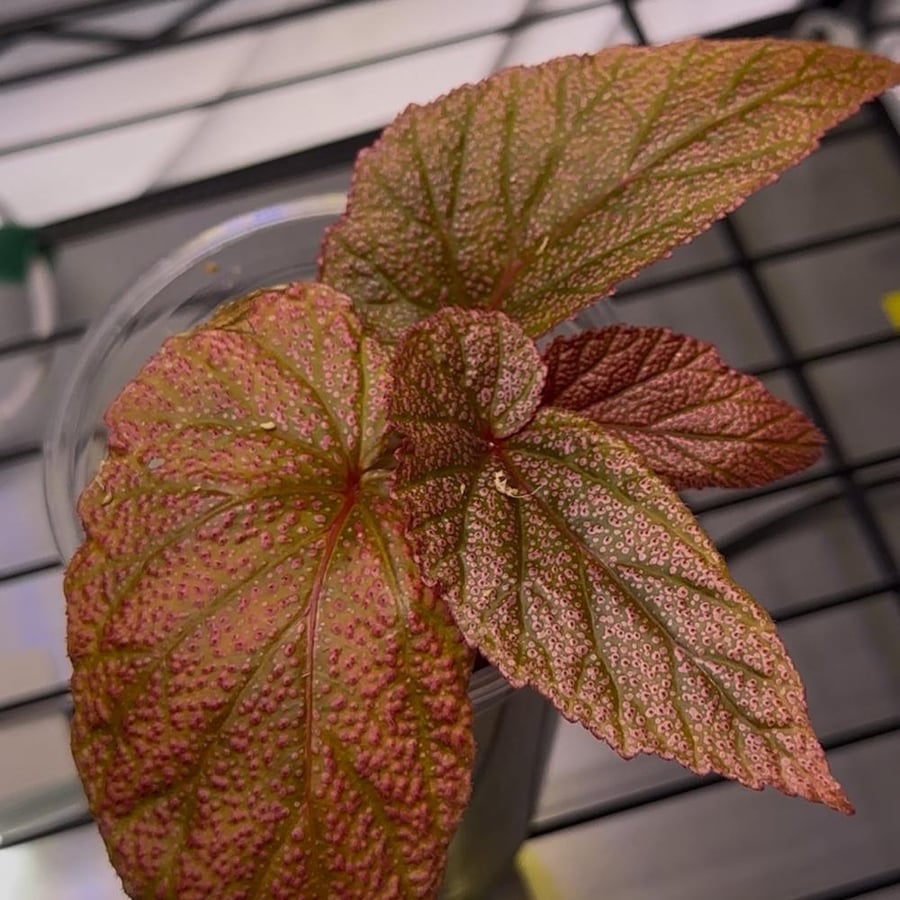 begonia