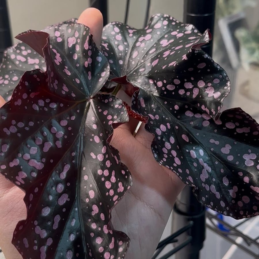 begonia