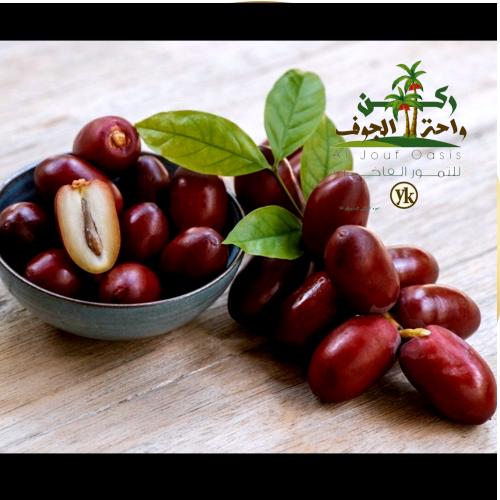 بلح حمراء عقيل (شماريخ كرتون Large )
