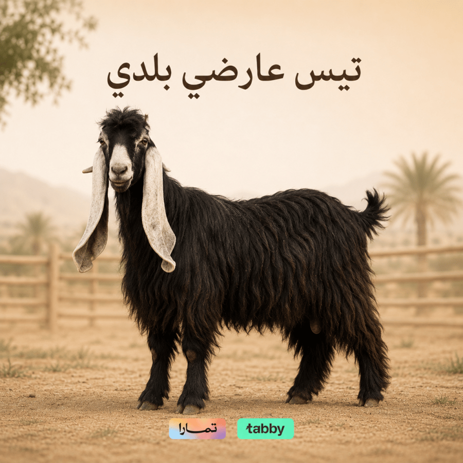 تيس عارضي بلدي - أبو ملك للذبائح