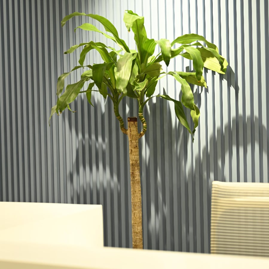 دارسينا كبير - Dracaena