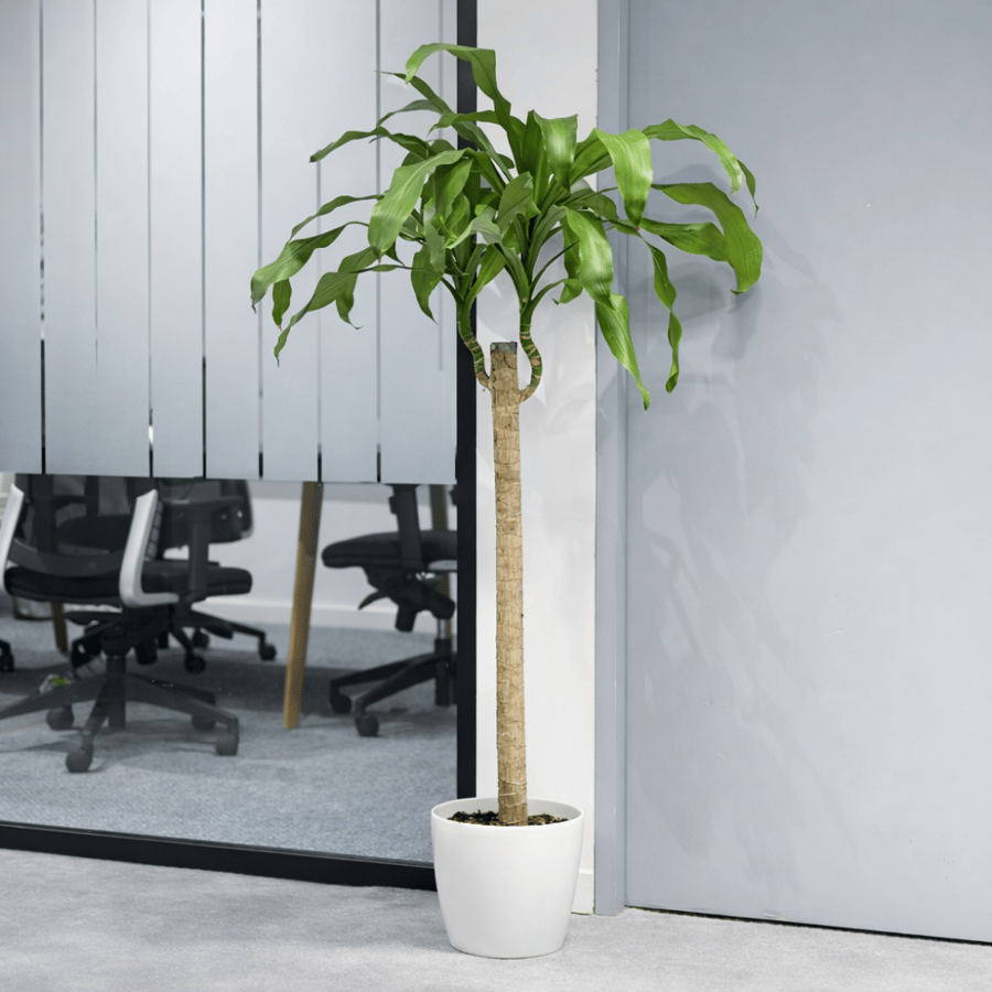 دارسينا كبير - Dracaena