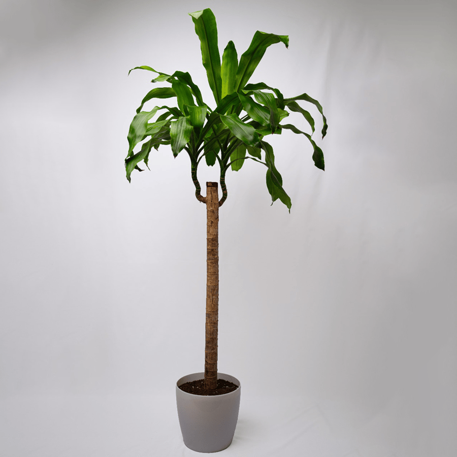 دارسينا كبير - Dracaena