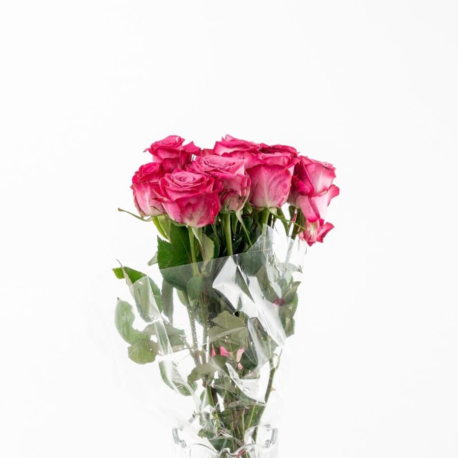 Rose - جوري