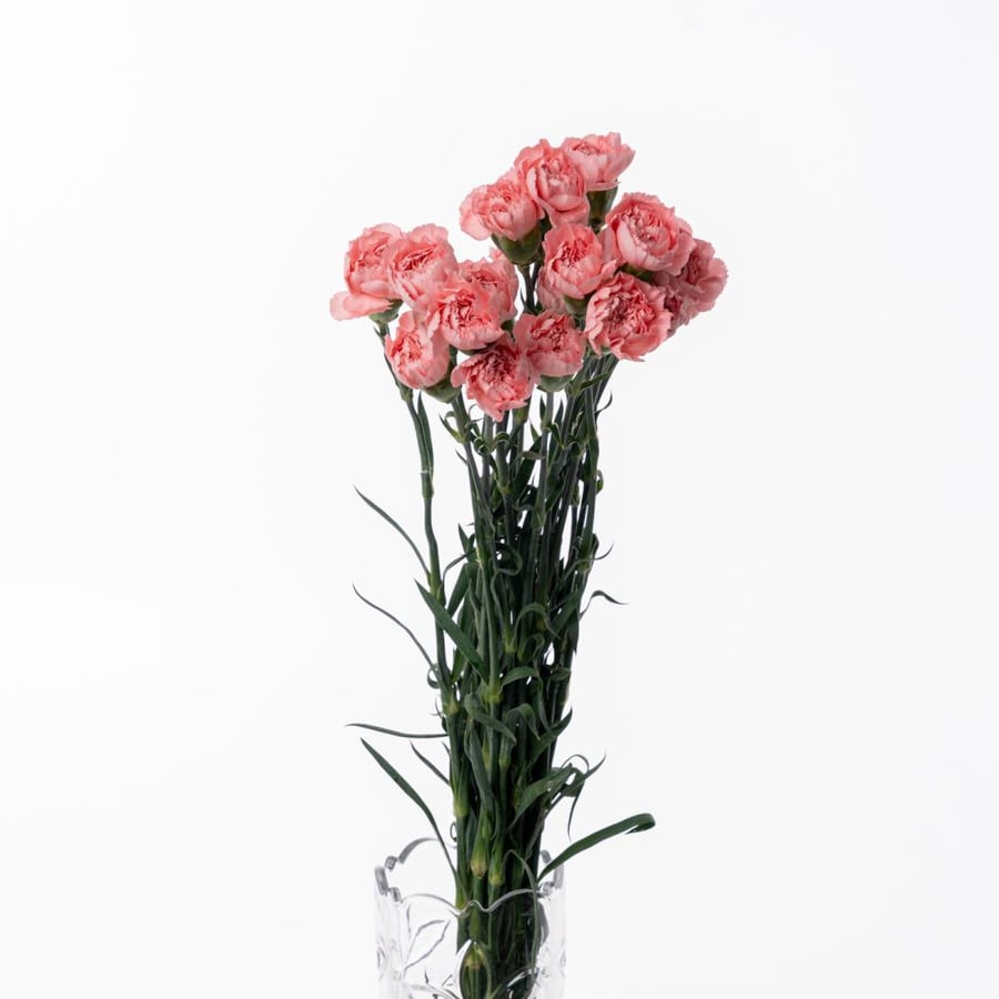 Carnation - كارنيشن