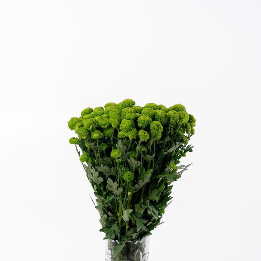 Chrice(HX) - كريز هولندي
