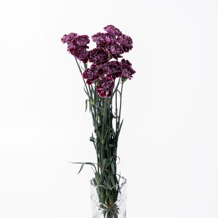 Carnation - كارنيشن