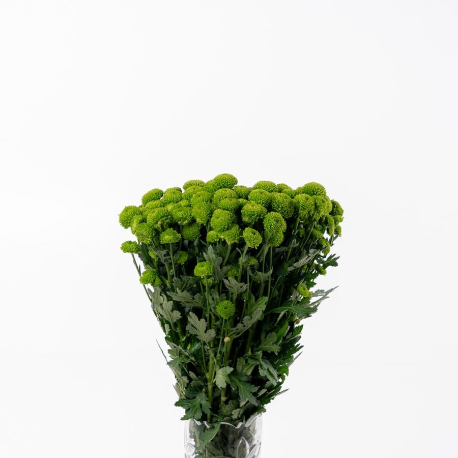 Chrice(HX) - كريز هولندي