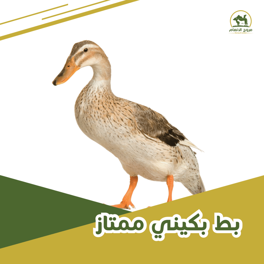بط بكيني ممتاز