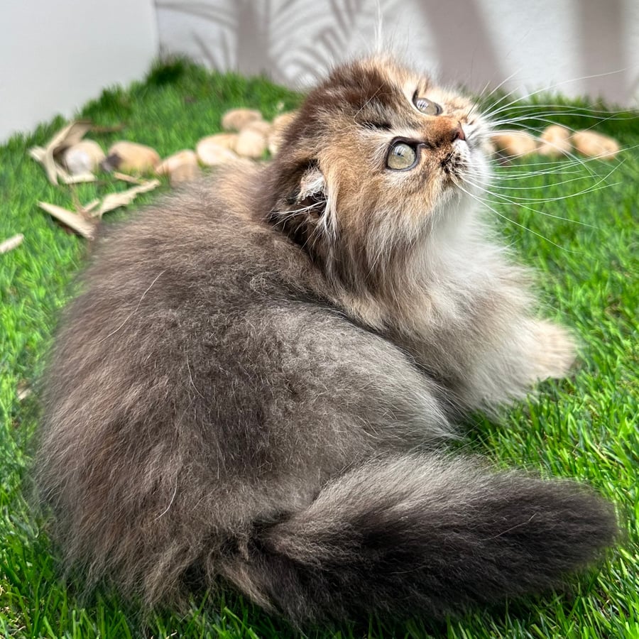 سكوتش فولد long hair- انثى