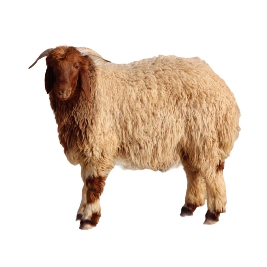 نعيمي وسط