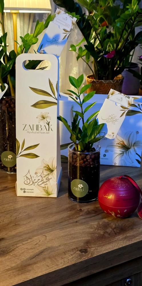 Zamia plant in a glass office container in the middle with chocolate Anoush