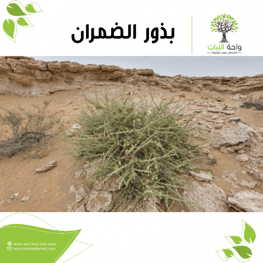 Al-Dhamran seeds (two seeds)