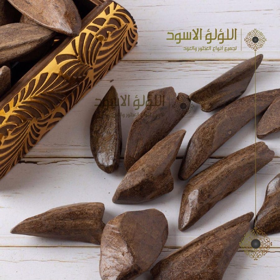 عود مروكي الشيوخ  طبيعي محسن إندونيسي