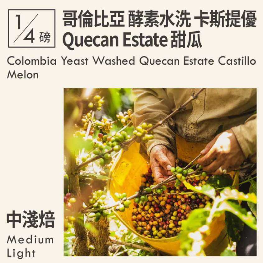 قهوة كاكالوف Quecan Estate Castillo Melon كولومبيا مغسولة بالخميرة 113 جرام (فاخرة)