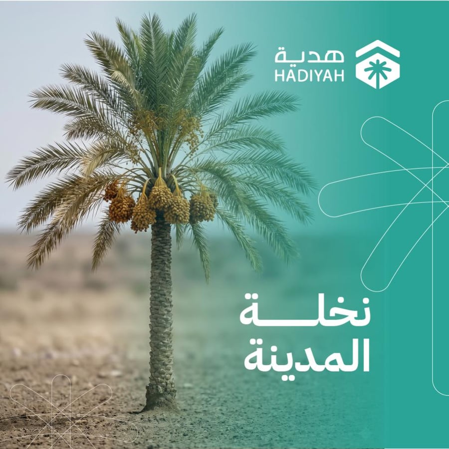 نخلة المدينة