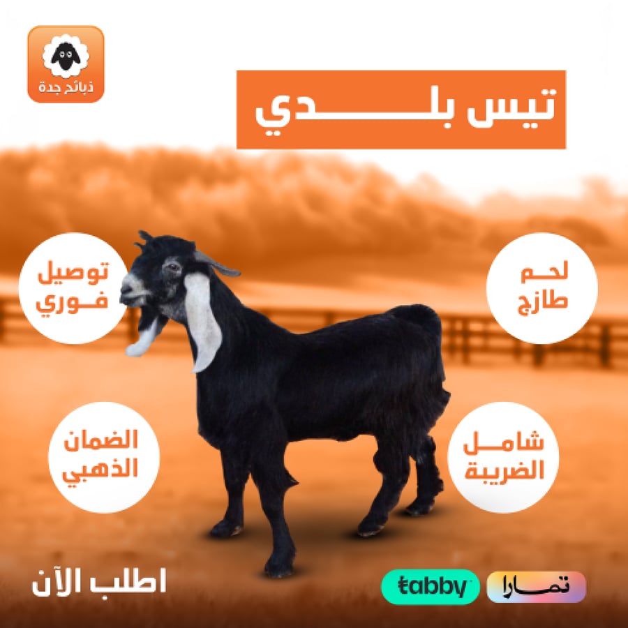 تيس كبير ـ تيس بلدي كبير ـ تيس بلدي كبير جدة
