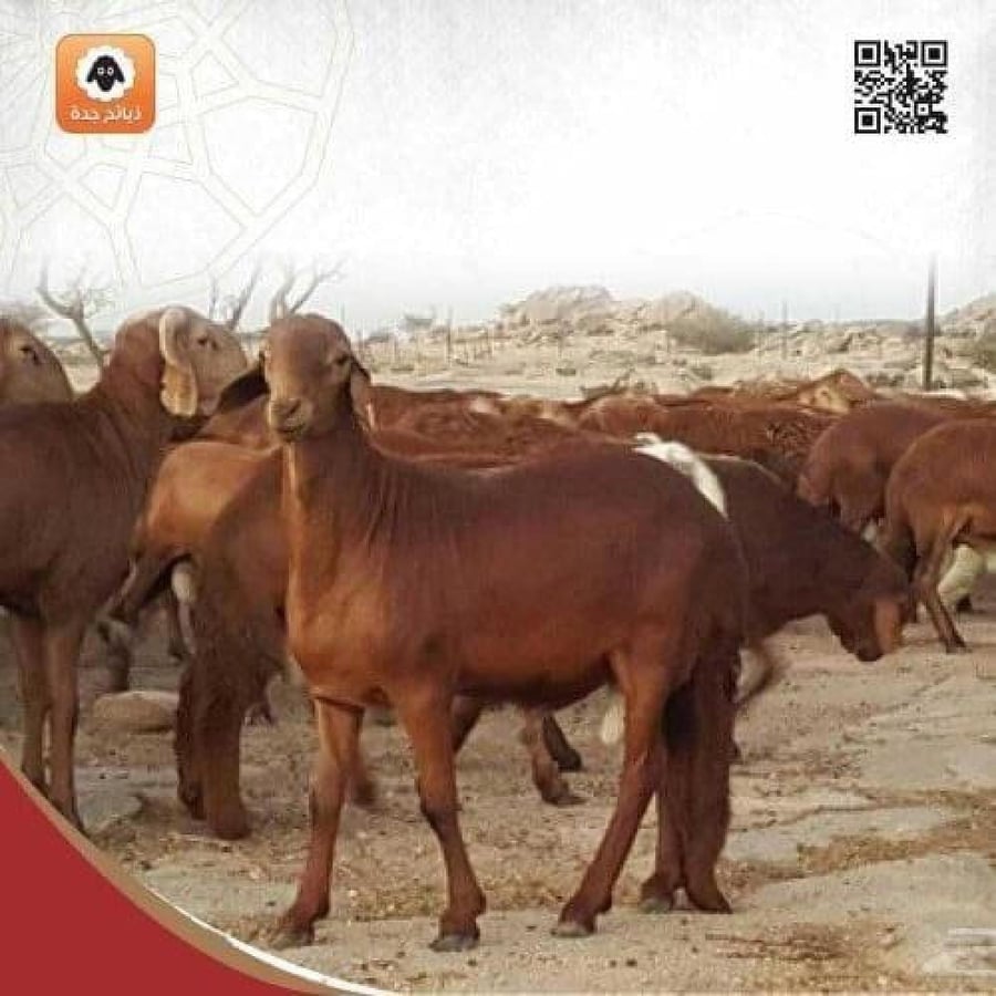 سواكني اضحية