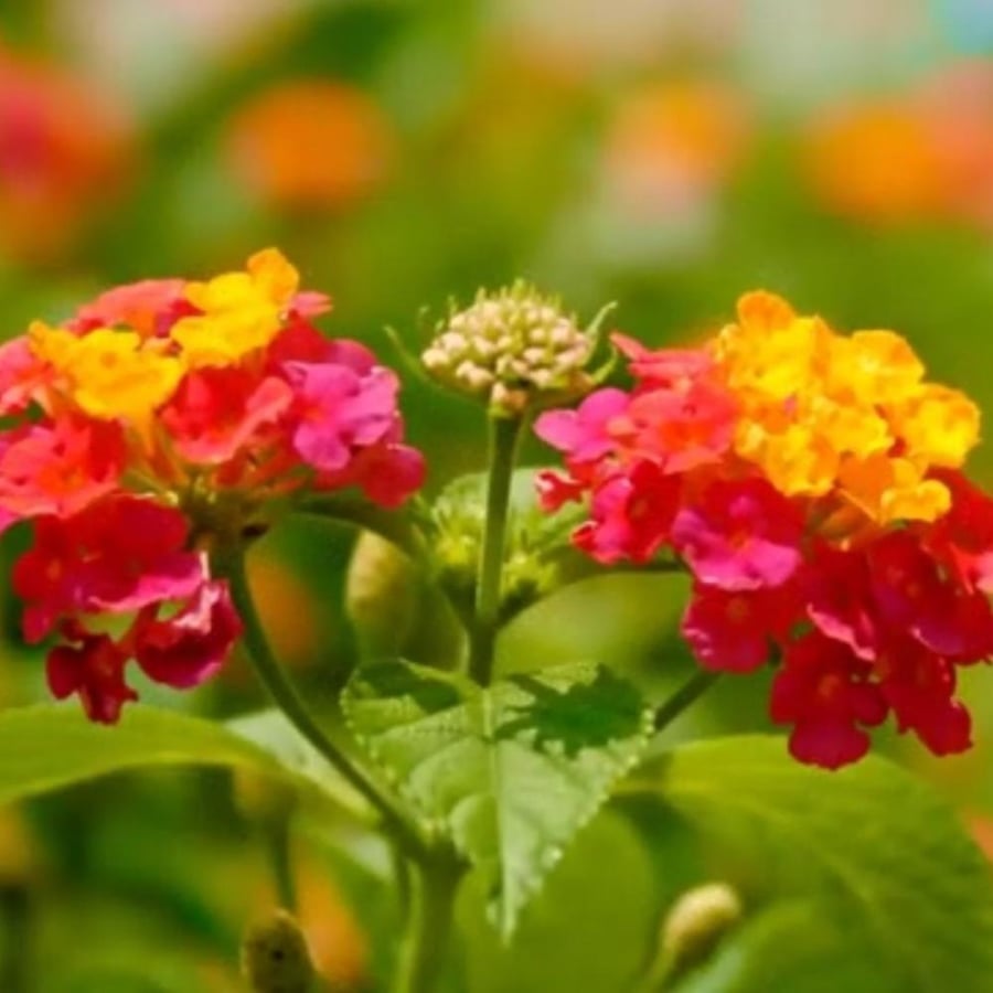 بذور شجرة لانتانا كمارا ام كلثوم Lantana camara