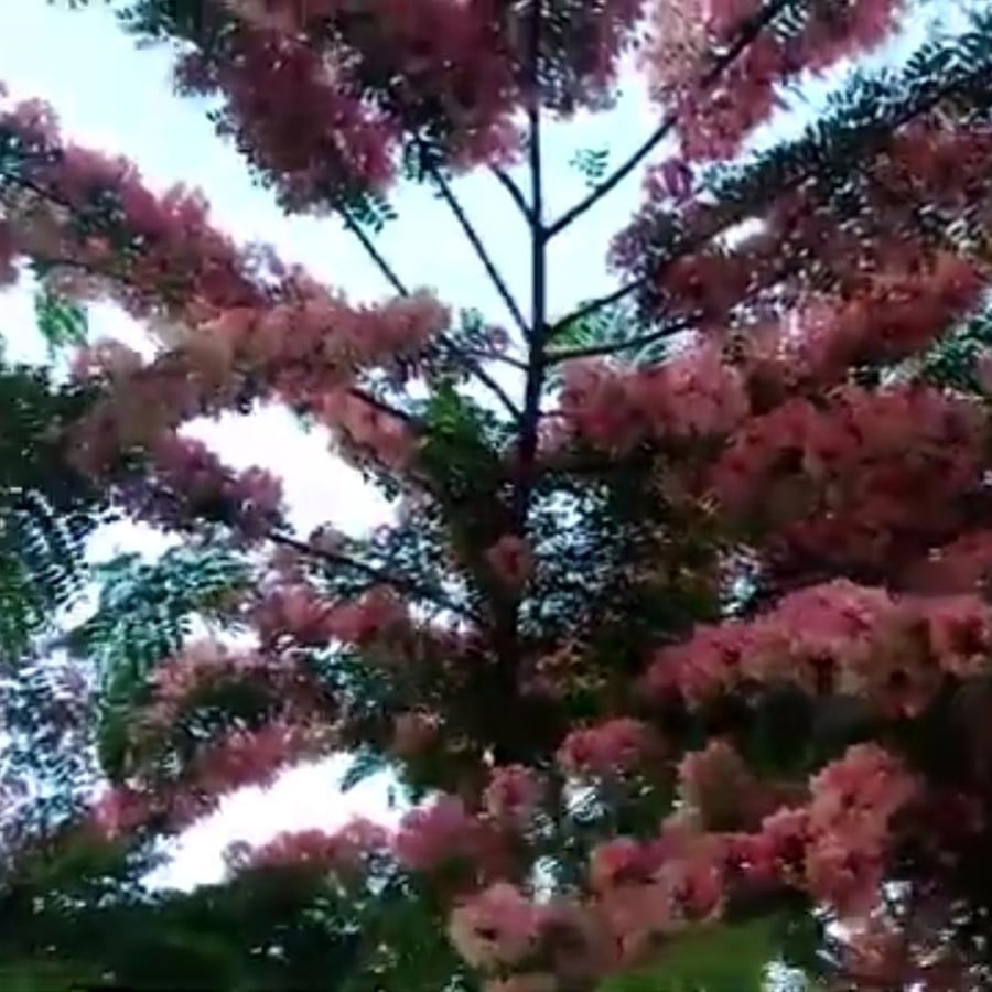 بذور شجرة كاسيا نودوزا Cassia Nodosa