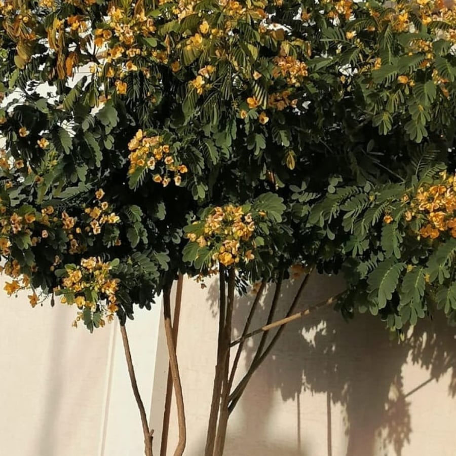 بذور كاسيا جلوكا ( Cassia glauca )