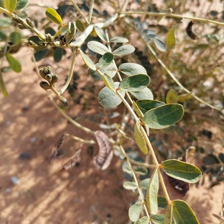 Seeds of the dwarf Italian tree, Senna Italica
