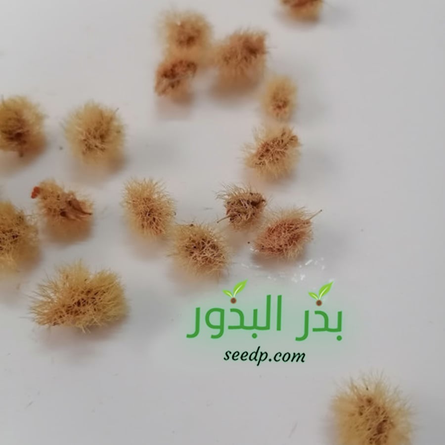 بذور شجرة الارطى - العبل ( calligonum comosum )