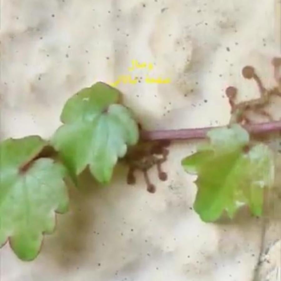 بذور زهرة مخلب القط Uncaria tomentosa