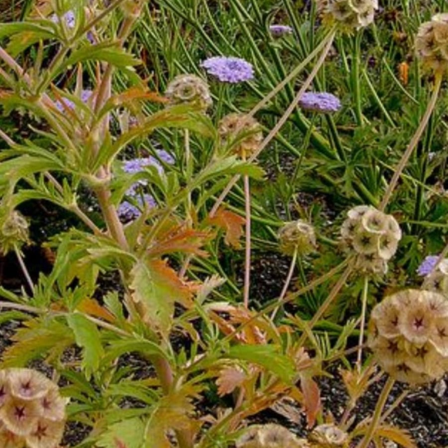 بذور شجرة الطربة - ام قلاص ( scabiosa stellata )