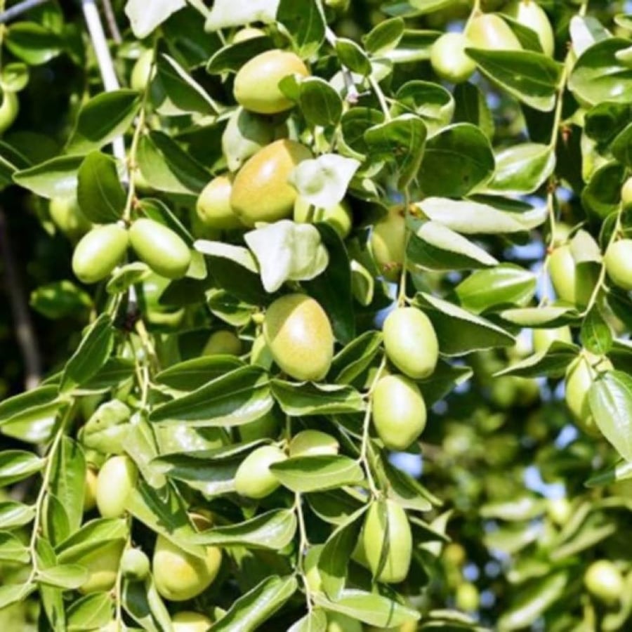 بذور شجرة جوجوبا simmondsia chinensis
