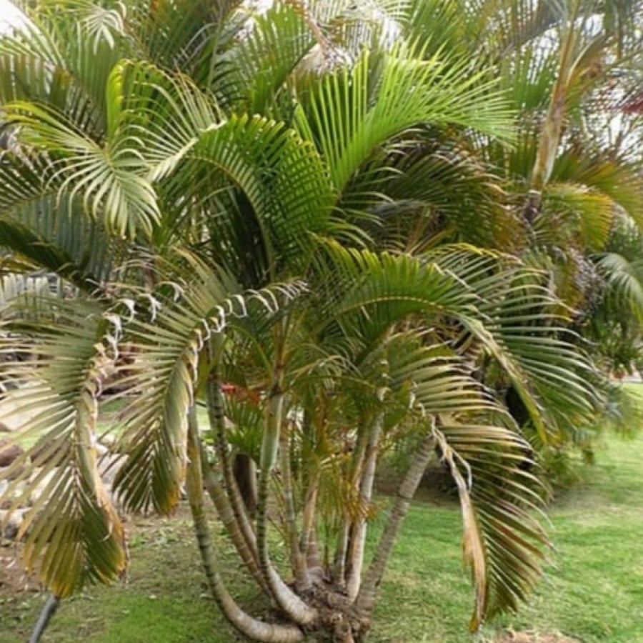 اريكا صفراء فوفلية Dypsis lutescens