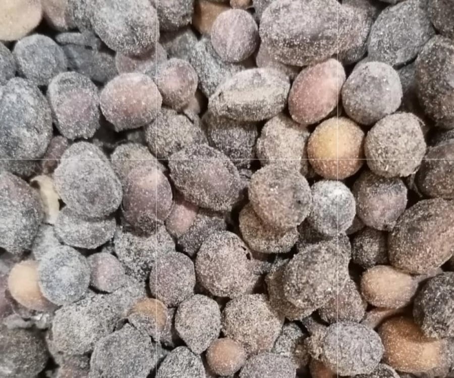 شجرة الغار Laurus nobilis
