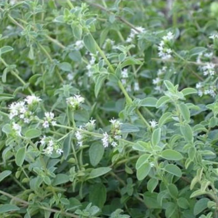 بذور شجرة البردقوش Origanum majorana