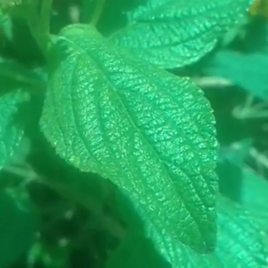 بذور شجرة لانتانا كمارا ام كلثوم Lantana camara
