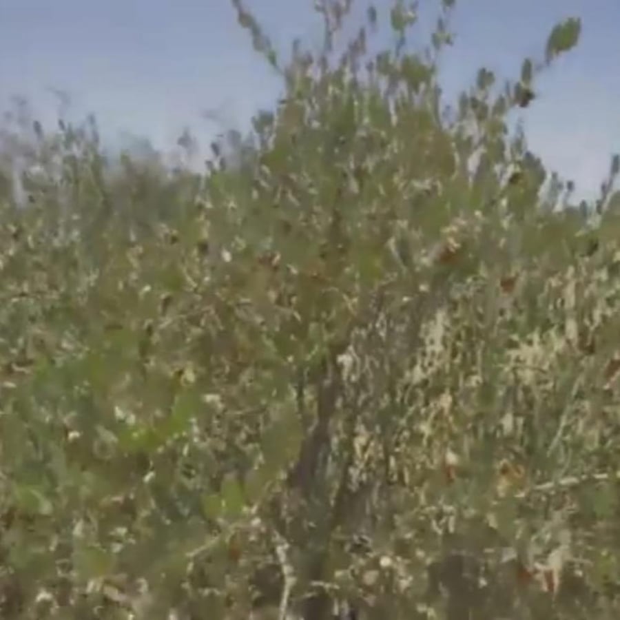بذور شجرة جوجوبا simmondsia chinensis