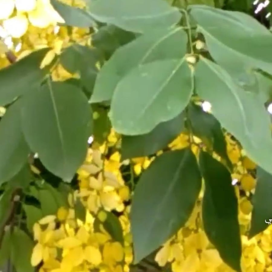بذور اكاسيا فيستولا Cassia Fistula