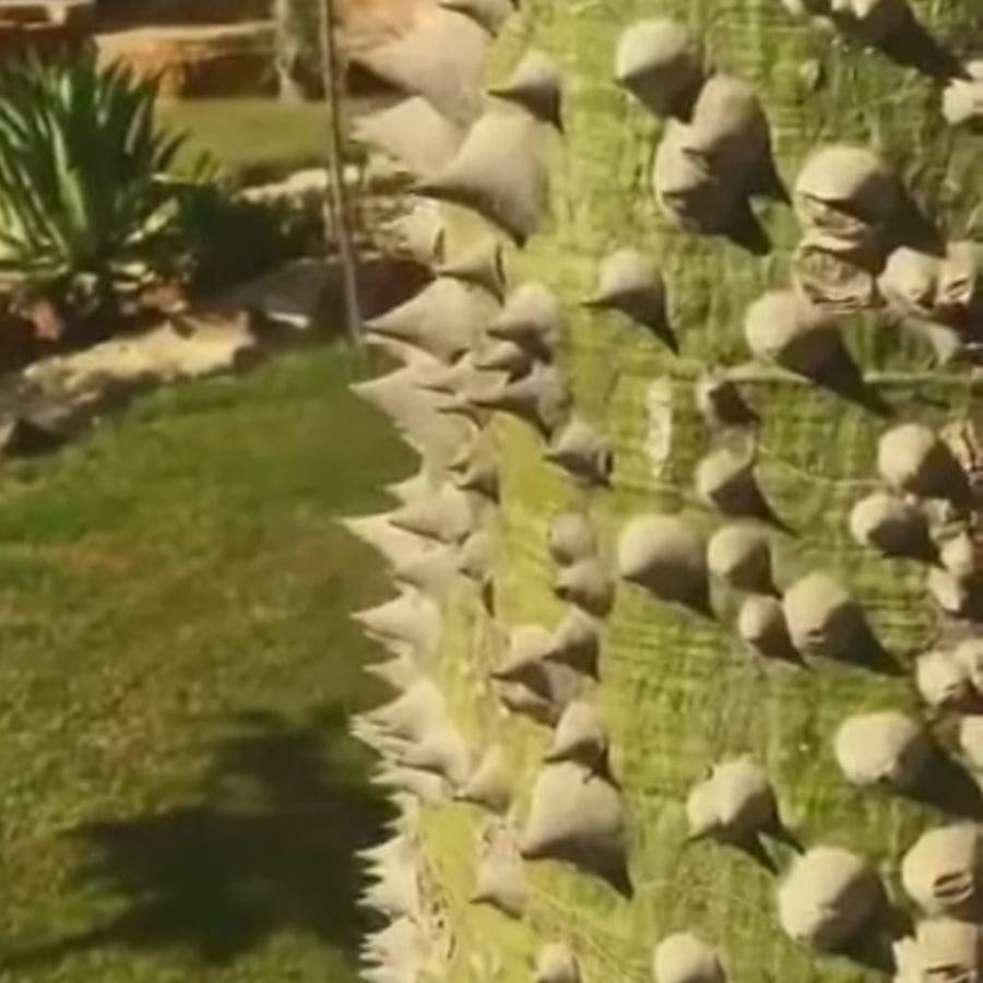بذور شجرة مهرشة الفيل