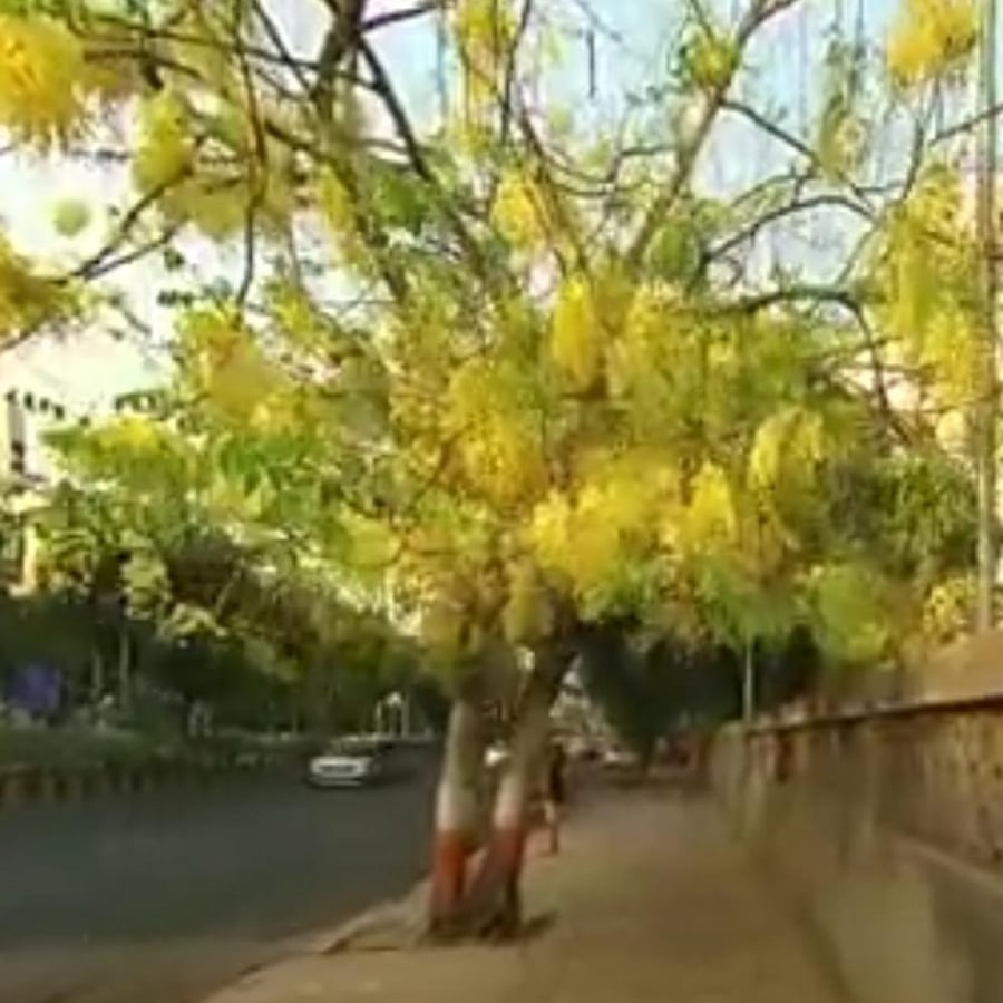 بذور اكاسيا فيستولا Cassia Fistula