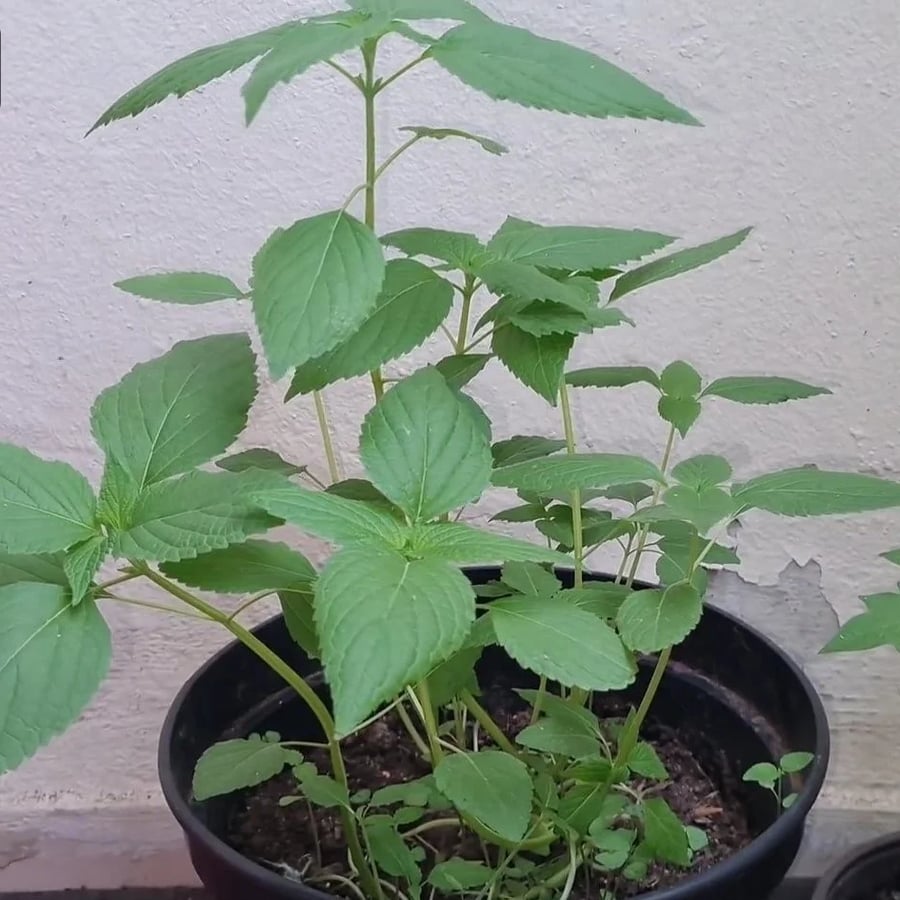 بذور شجرة الشيا salvia hispanica