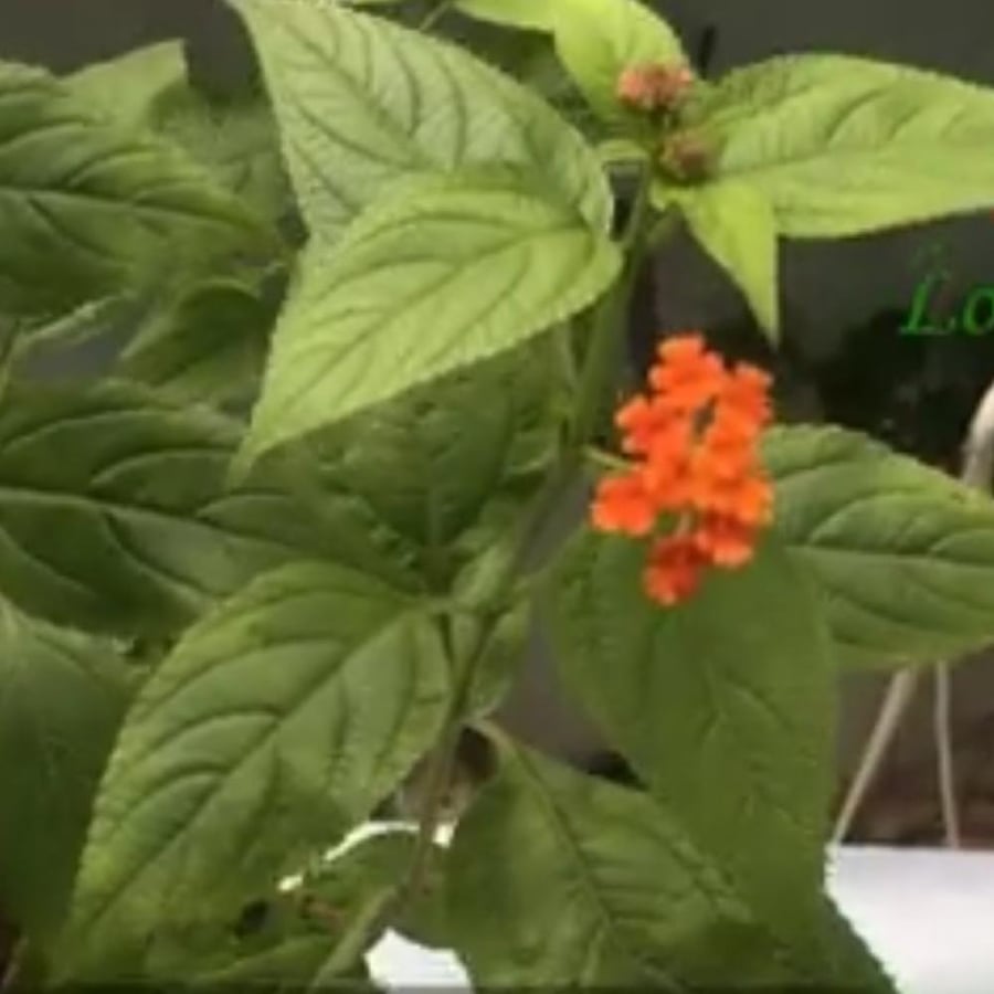 بذور شجرة لانتانا كمارا ام كلثوم Lantana camara