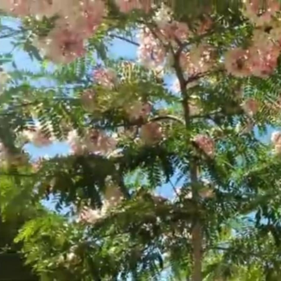 بذور شجرة كاسيا نودوزا Cassia Nodosa