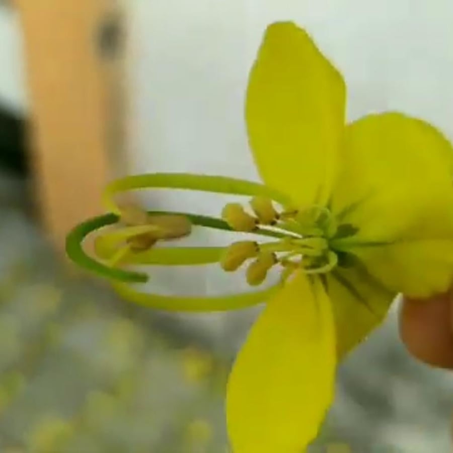 بذور اكاسيا فيستولا Cassia Fistula