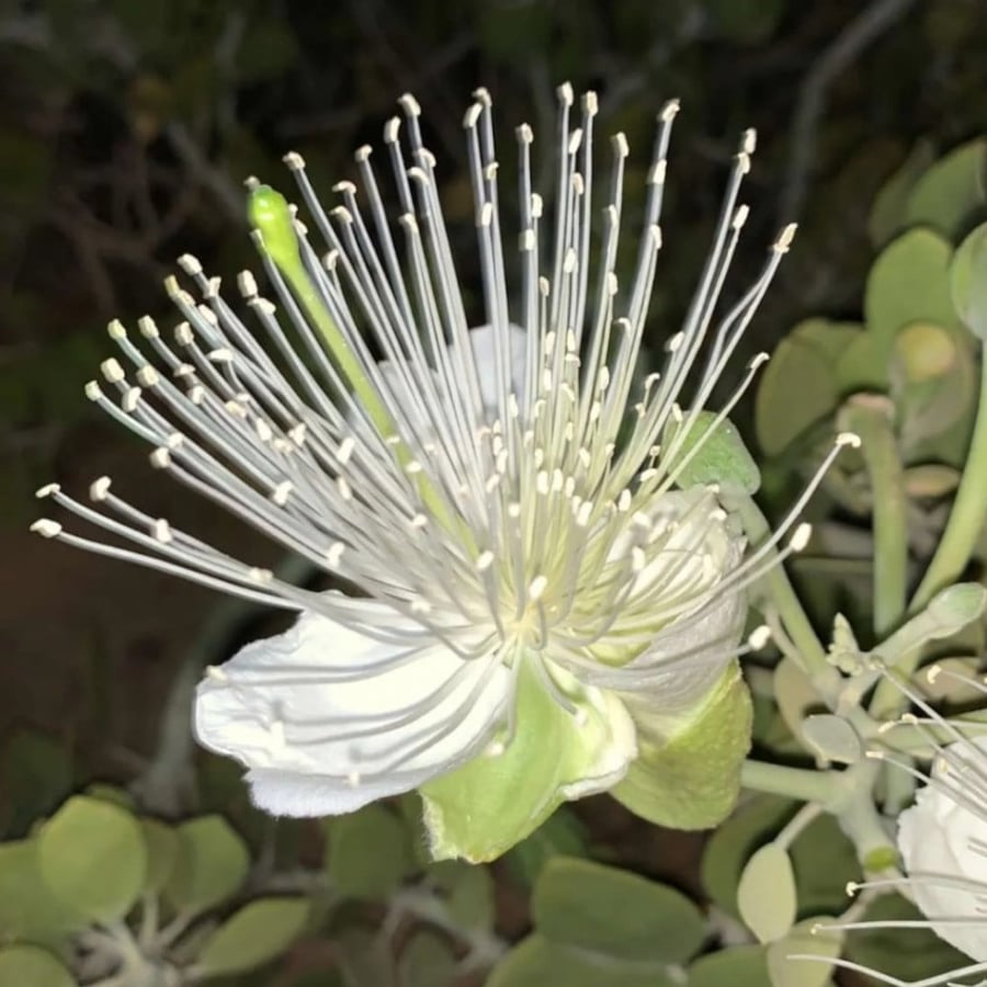 Wild Capparis spinosa tree seeds
